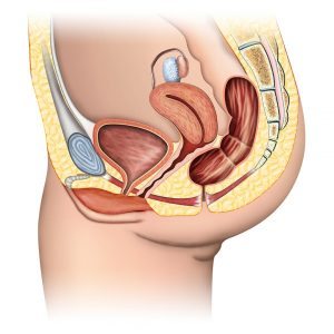 Side view of the female pelvis