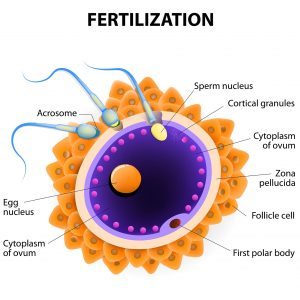 Fertilisation