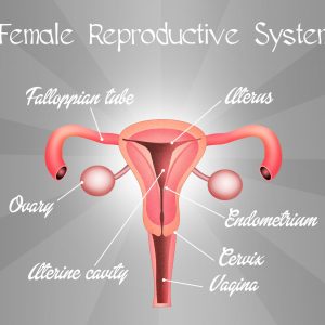 Female Reproductive System - Uterus, Cervix, Ovaries, Fallopian Tubes