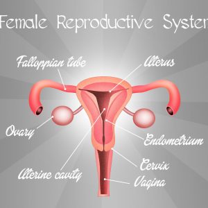 Female Reproductive System Uterus Cervix Ovaries Fallopian Tubes